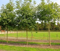 Juglans regia