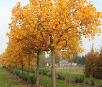 Liriodendron tulipifera