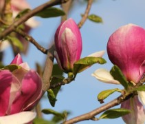 Magnolia Lennei