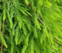 Taxodium distichum 'Pendulum'