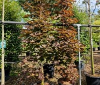 Acer platanoides 'Crimson Sentry' - Roodbladige Noordse Esdoorn - 1