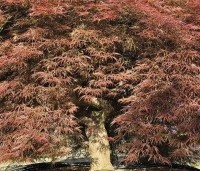 Acer palmatum 'Dragon Fire' - Japanse Esdoorn Dragon Fire - 3