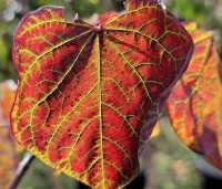 Cercis canadensis 'Forest Pansy' - Amerikaanse judasboom - herfstkleur