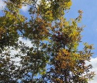 Acer palmatum 'Musashino' - Japanse esdoorn - 4