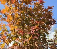 Acer palmatum 'Atropurpureum' - Japanse Esdoorn 'Atropurpureum' - najaar