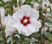 Hibiscus syriacus 'Red Heart' - Altheastruik   'Red Heart'    - 1