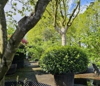Prunus lusitanica 'Angustifolia' - Portugese laurier - 6
