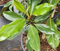 Magnolia grandiflora 'Kay Parris' - Groenblijvende grootbladige magnolia - 1