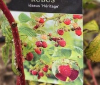 Rubus idaeus 'Heritage' - Herfstframboos 'Heritage' - 1