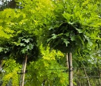 Quercus palustris 'Green Dwarf' - Moeraseik dwergvorm 'Green Dwarf' - 1