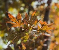 Acer palmatum 'Kurabu-Yama' - Japanse esdoorn - 2
