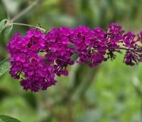 Buddleja davidii 'Royal Red' - Vlinderstruik 'Royal Red' - 1
