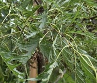 Alnus glutinosa 'Imperialis' - Varenbladige zwarte Els - 2
