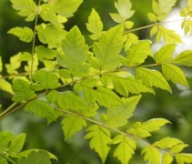 Chinese Vernisboom detail blad
