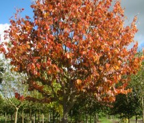 Parrotia persica 'Vanessa' kroon in najaar