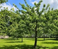 Prunus avium 'Bigarreau Burlat' - Prunus avium 'Bigarreau Burlat' - voorbeeld volwassen zoete kersenboom in boomgaard