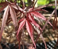 Acer palmatum 'Atrolineare' - Japanse esdoorn 'Atrolineare' - 1