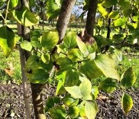 Syringa vulgaris 'Dark Purple' - Sering 'Dark Purple' - herfstblad