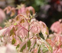 Acer negundo 'Flamingo' 