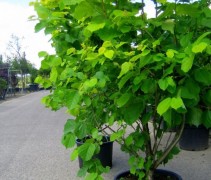 Corylus avellana 'Aurea'