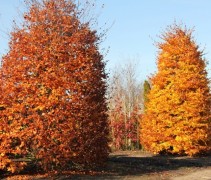 Fagus sylvatica, herfstkleur