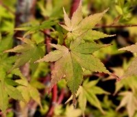 Acer palmatum 'Sangokaku' - Japanse Esdoorn 'Sangokaku' - 1