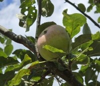 Malus dom. 'Sijden Hempje' - Malus dom. 'Sijden Hempje' - 4