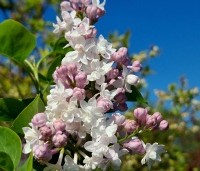Syringa vulgaris 'Beauty of Moscow' - Sering 'Beauty of Moscow' - 4