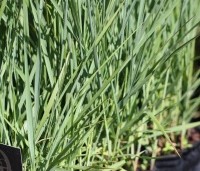 Panicum virgatum 'Prairie Sky' - Vingergras 'Prairie Sky' - 4