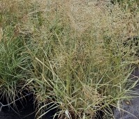 Panicum virgatum 'Prairie Sky' - Vingergras 'Prairie Sky' - 3
