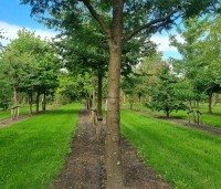Gleditsia triacanthos 'Skyline' - Valse Christusdoorn 'Skyline' - 2