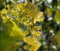 Vitis vinifera 'Vroege van der Laan' - Witte druif 'Vroege van der Laan' - 1