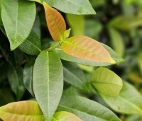 Trachelospermum jasminoides - Toscaanse jasmijn - 1