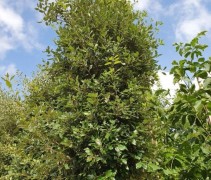 Quercus ilex