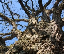 Robinia pseudoacacia