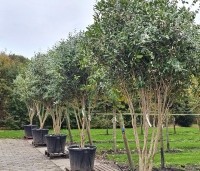Osmanthus armatus - Schijnhulst - 2