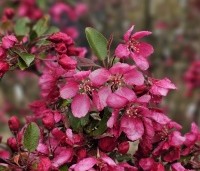 Malus 'Profusion' - Sierappel - 5