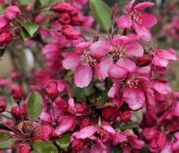 Malus 'Profusion' - Sierappel - 6