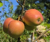 Malus dom. 'Groninger Kroon' - Malus dom. 'Groninger Kroon' - 1
