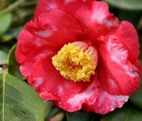 Camellia japonica 'Tomorrow Park Hill' - Camellia japonica 'Tomorrow Park Hill' - 1