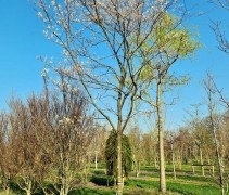 Amelanchier lamarckii