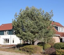 Pinus Sylvestris