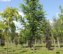 Robinia pseudocacia op kwekerij ten Hoven