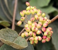 Viburnum lantana - Wollige sneeuwbal - 1
