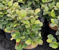 Fothergilla major - Lampepoetserstruik major - 2