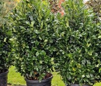 Prunus laurocerasus 'Bonaparte' - compact groeiende haaglaurier met gekleurde uitloop van het jonge blad. - oktober 2024