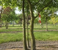 Carpinus betulus - Haagbeuk - 5
