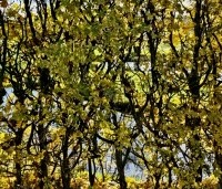 Acer campestre - Veldesdoorn - herfstgeel