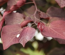 Cercis canadensis 'Forest Pansy' zomerblad 
