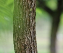 Juglans nigra 